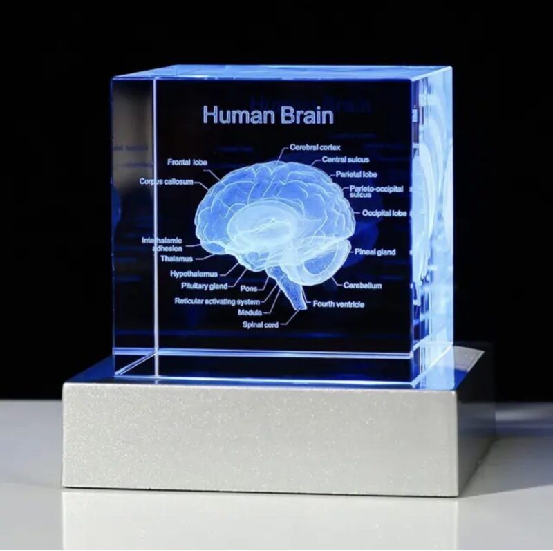 Cubo de Cerebro Humano 3D